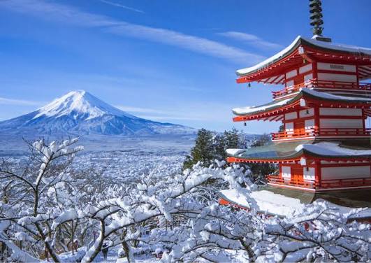 Japan Cherry Blossom